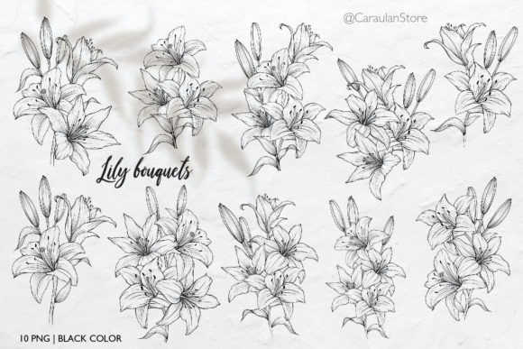 Lilies Line Art, Lily Bouquets PNG for Graphics and Illustrations