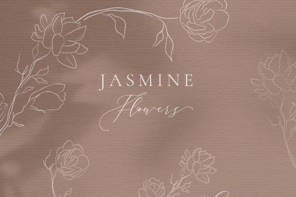 Line Drawing Jasmine Flower Illustration
